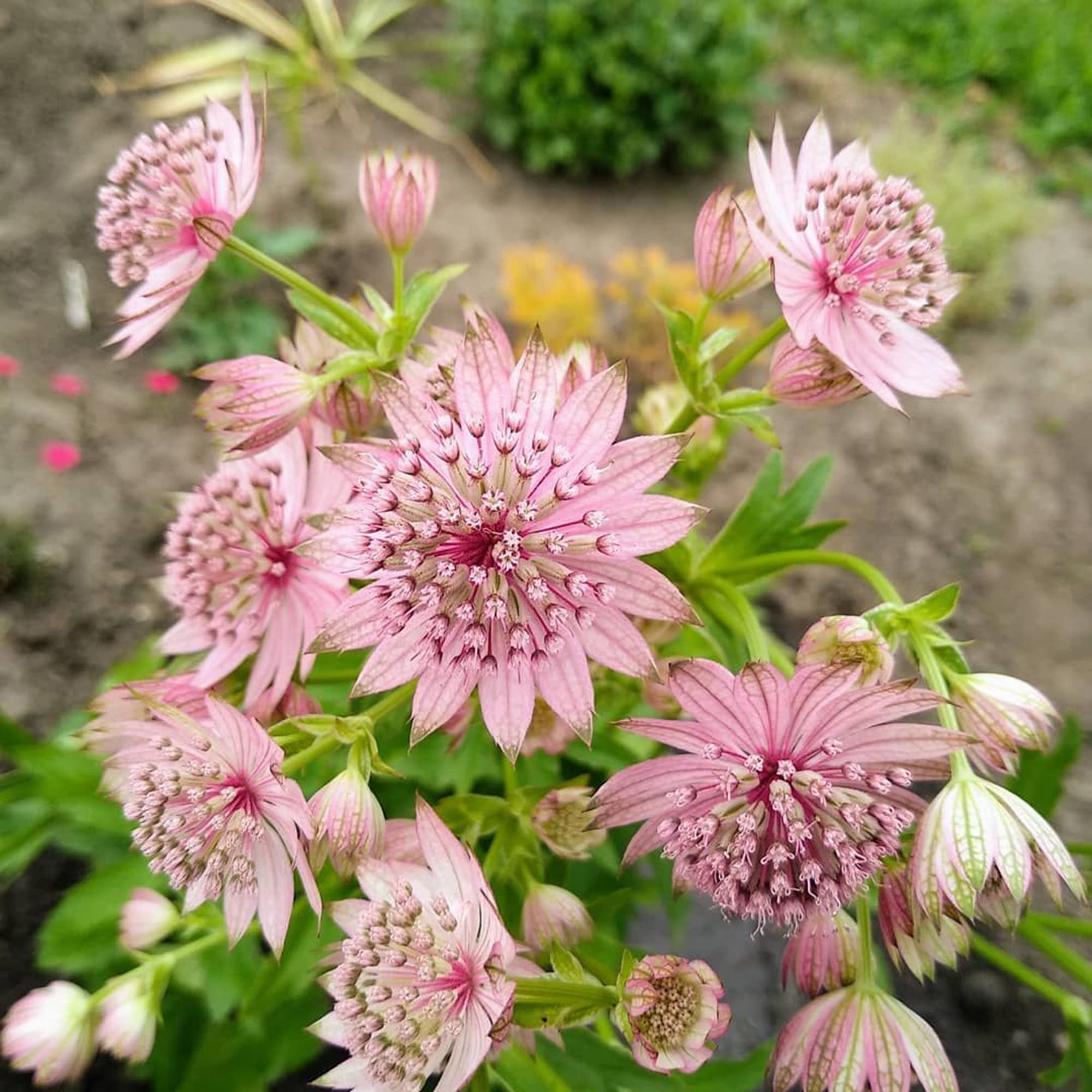 Astrantia Ruby Cloud Astrantia Flower - for planting in home garden